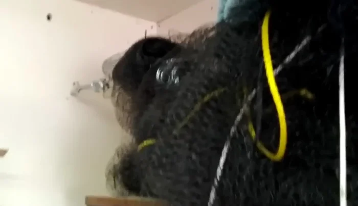 Use shower hooks to easily and quickly clip the netting onto the cables.